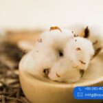 Organic Cotton Fabric Manufacturers in India