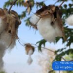 Organic Fabric Manufacturers in India