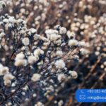 Textile Mills in Punjab