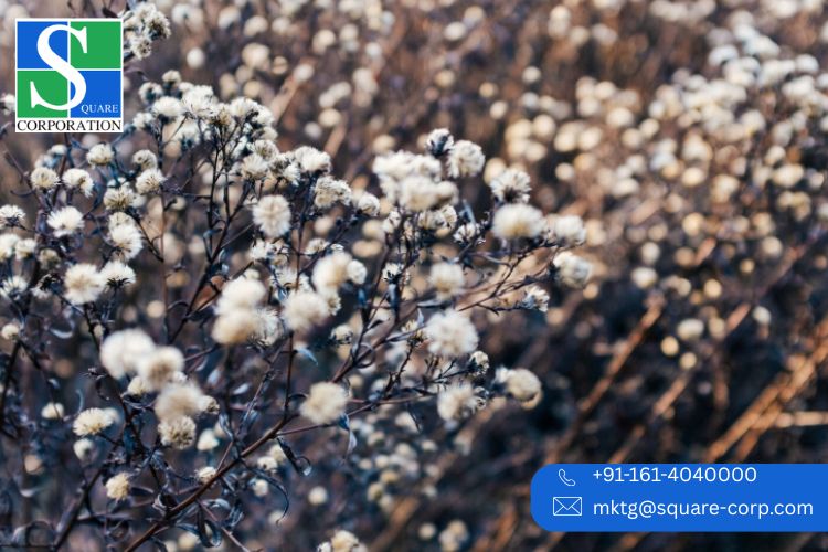 Textile Mills in Punjab