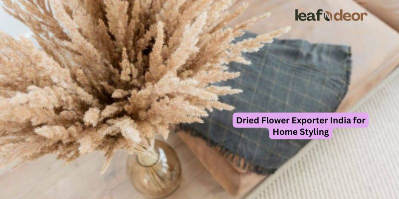 Dried Flower Exporter India for Home Styling