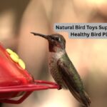 Natural Bird Toys Supplier for Healthy Bird Play